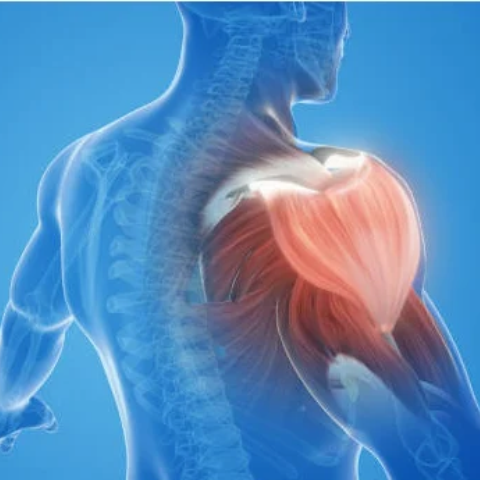 Muscle Relaxation & Recovery